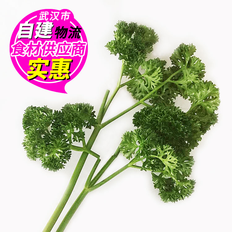 特色蔬菜 荷兰芹 新鲜 欧芹 法香 14.90/500克