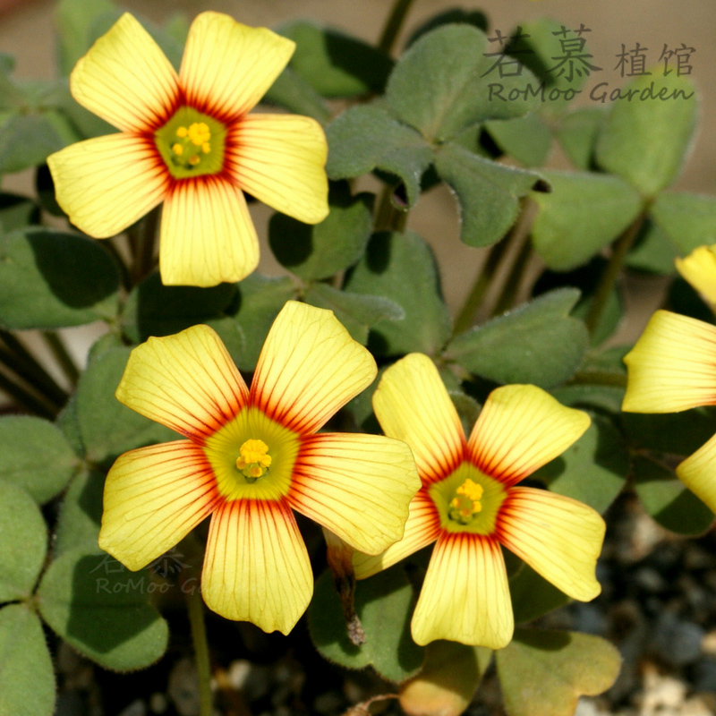 oxalis obtusa wheat 若慕 秋植酢浆草 种球 球根 迷你盆栽