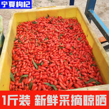 宁夏中宁枸杞子野生枸杞新鲜苟杞茶构枸500g1斤构枸 杞子 天天特价