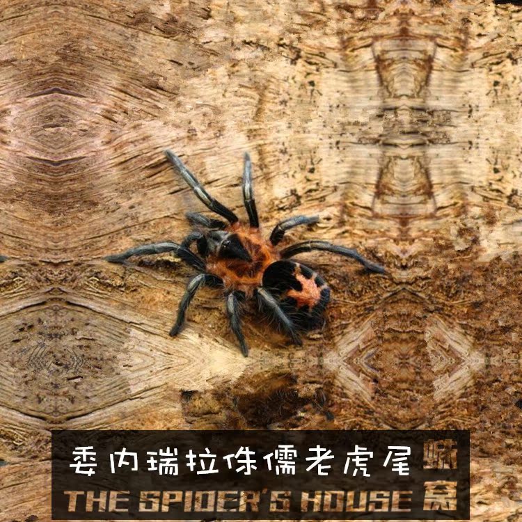 圭亚那红树食鸟蛛 3l 约1.5cm左右 好看的树栖入门蜘蛛 送套装