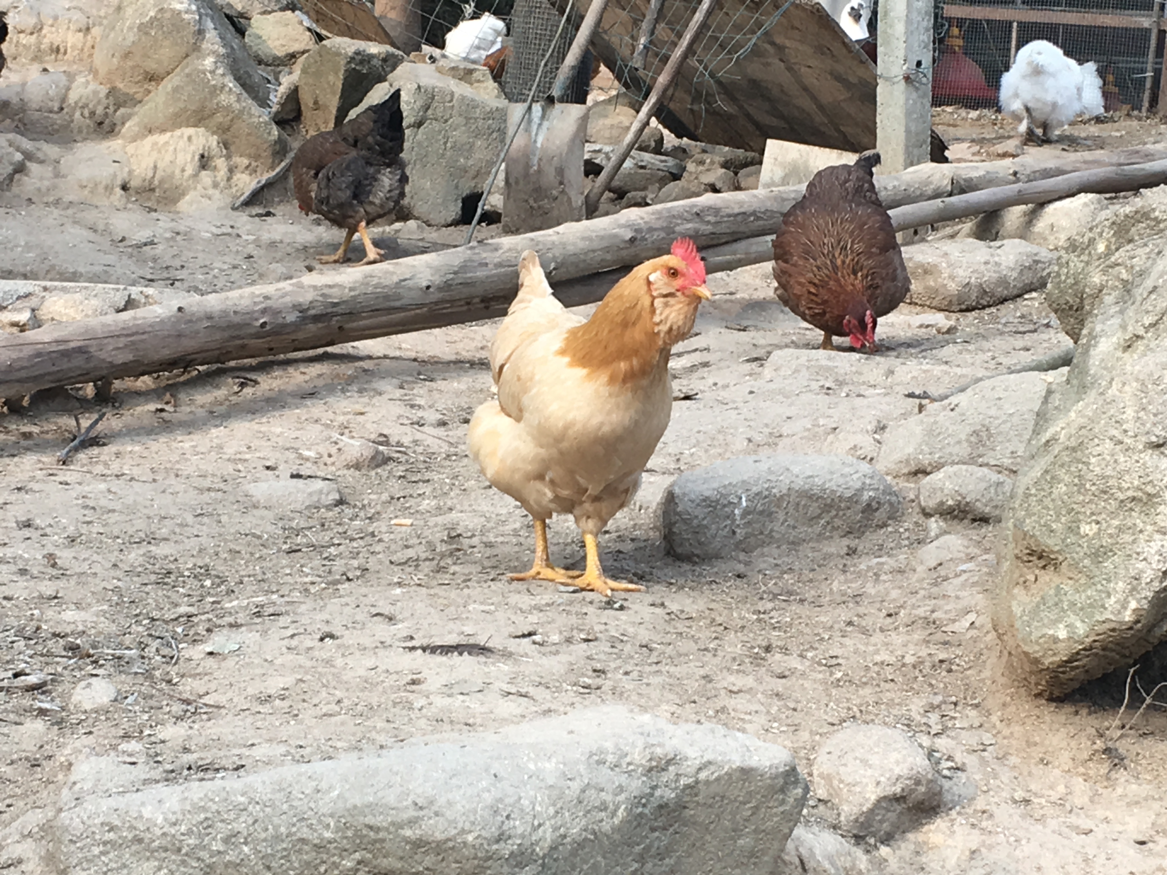 龙门胡须鸡 新鲜农家散养土鸡正宗农村自养月子鸡童子鸡走地鸡