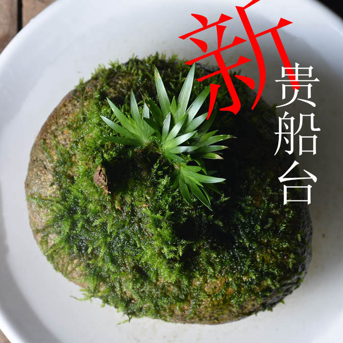 客厅茶席茶台微景贵船台观绿植菖蒲草虎须金钱细叶水培土栽菖蒲草