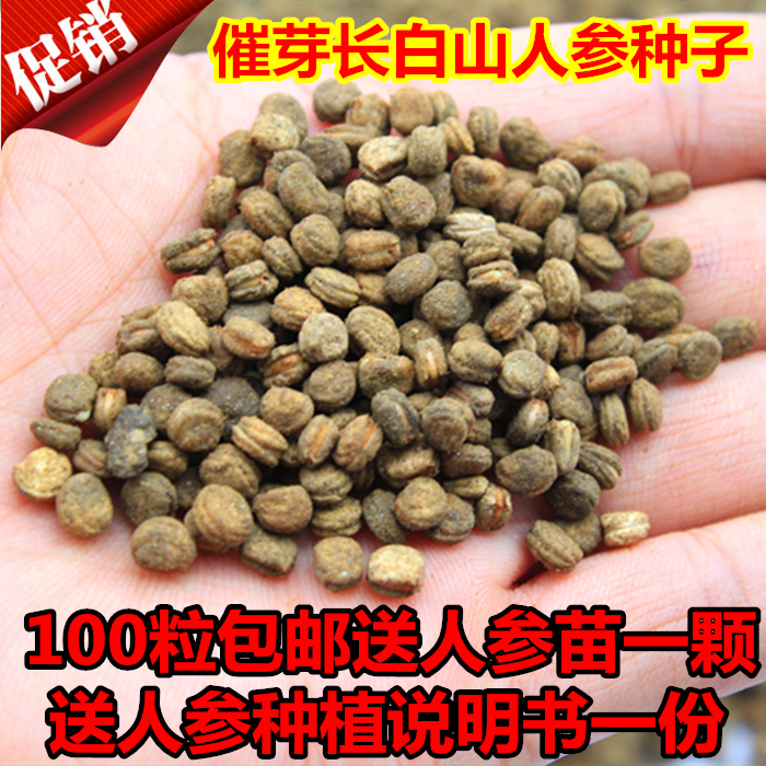 长白山人参种子 花旗参苦参西洋参 阳台花卉盆栽 药材