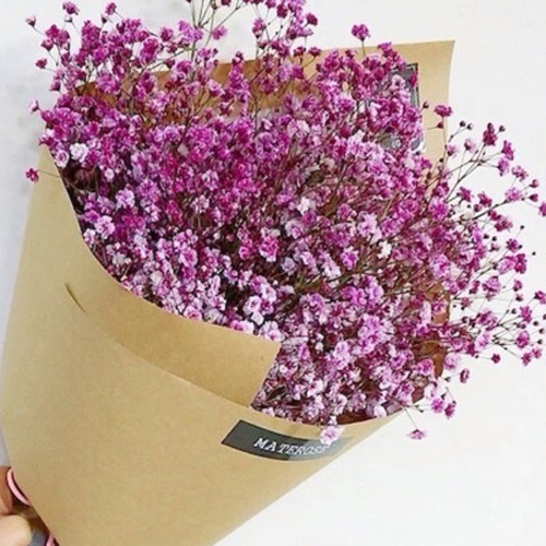 正品[种子盆栽花草包邮]我的世界种子大全评测