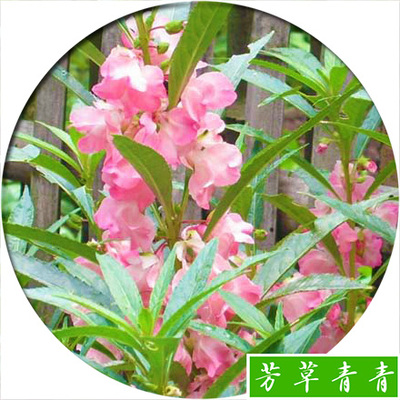 七彩凤仙种子 指甲草 花草 易种 室内阳台盆栽花卉花籽 撒播60粒