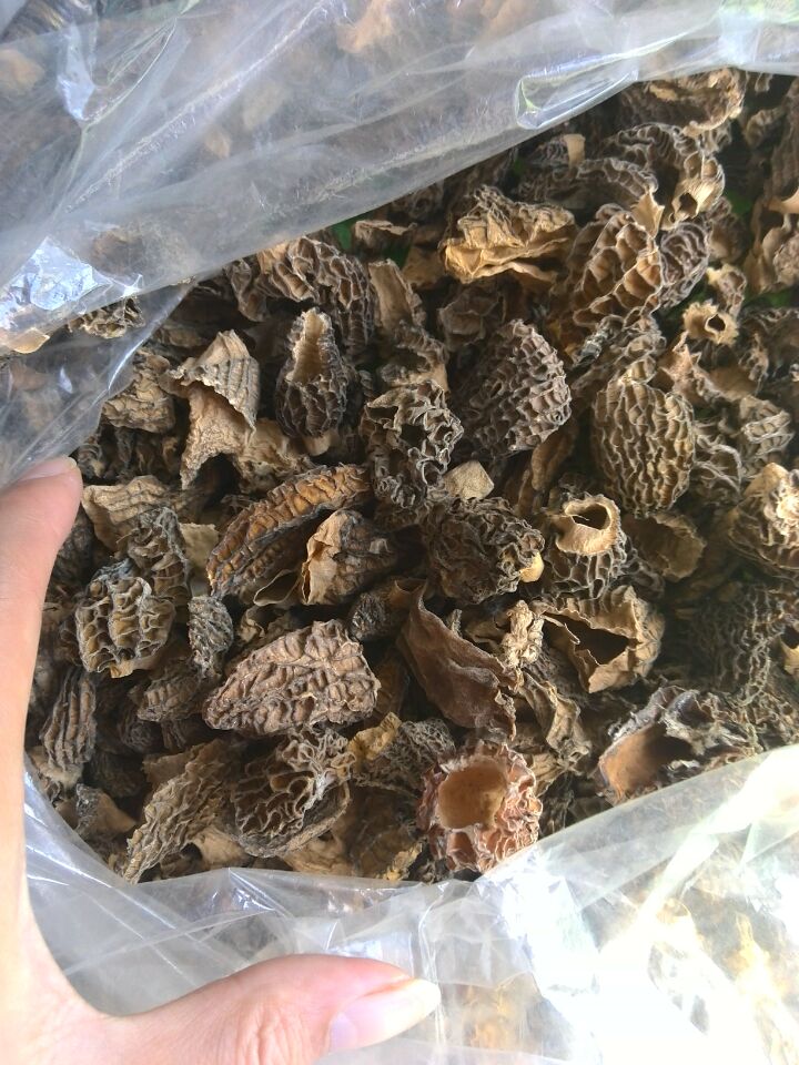 碎片羊肚菌羊肚菌干货压断野生羊肚菌50克包邮云南野生羊肚菌香菇