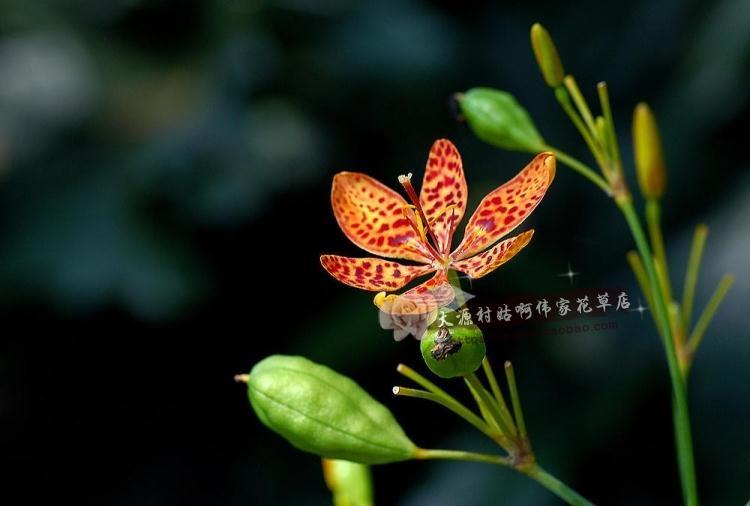 现挖野生新鲜中草药材射干全草 2棵,冷水花,扁竹兰,金蝴蝶 盆景