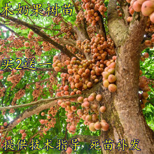 白皮山萝葡 果树苗 黄果 木奶果树苗 大连果 木荔枝 木奶果苗