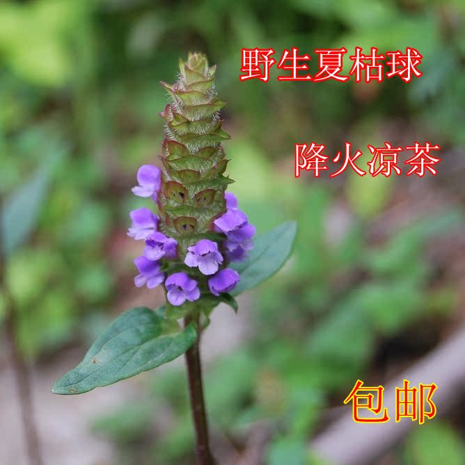【餐霞楼】夏枯球/野生夏枯草/红罐凉茶原料/降火/50g/满1斤包邮