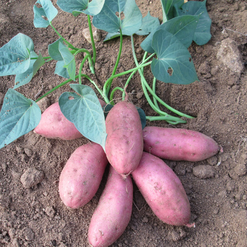 红薯红皮黄心高产甘薯番薯地瓜种薯育种苗专用5斤装