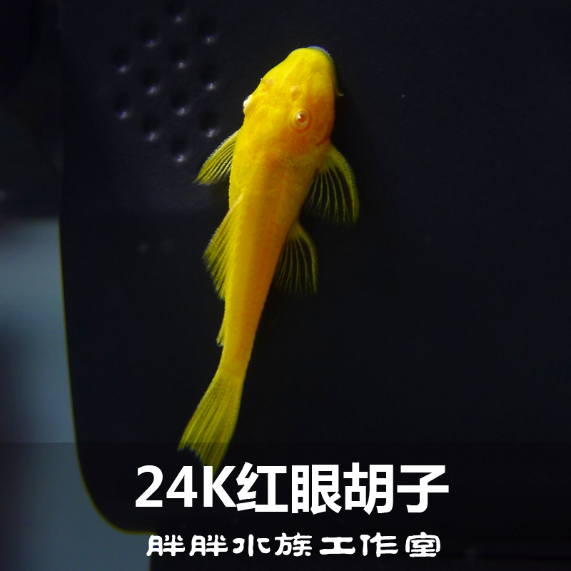 异型清道夫蓝眼大胡子24k德系红眼黄金大帆观赏鱼除藻