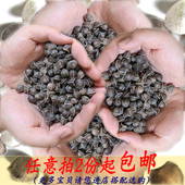 野生特级滋补品50g 纯天然辣木子食用散装 包邮 辣木籽正宗印度进口