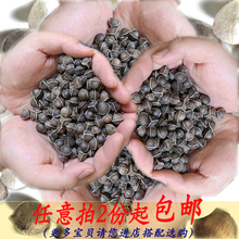 野生特级滋补品50g 纯天然辣木子食用散装 包邮 辣木籽正宗印度进口