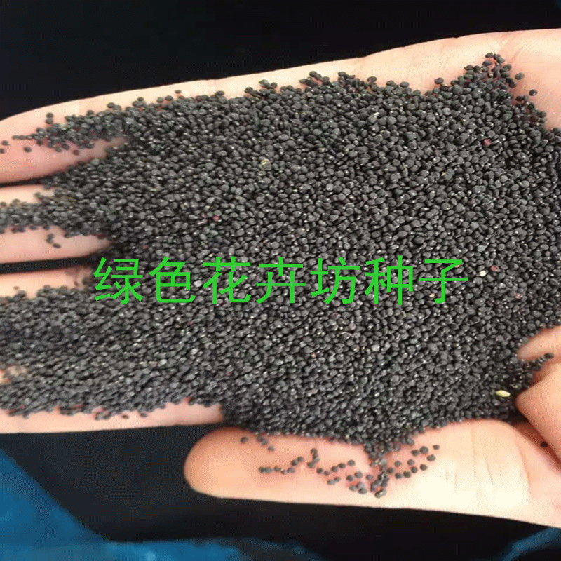 精品马齿苋种子 马苋，五行草，长命菜，瓜子菜，麻绳菜，马齿菜