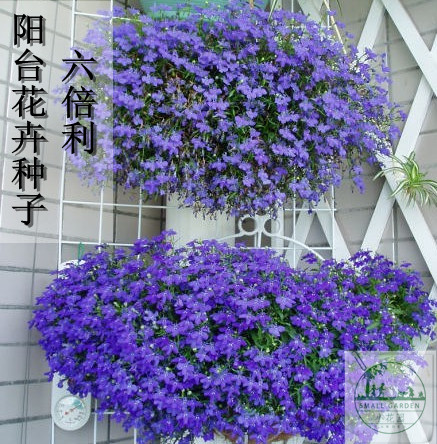 『小园艺』花卉种子 翠蝶花 花半边莲 六倍利  阳台吊兰花卉种子