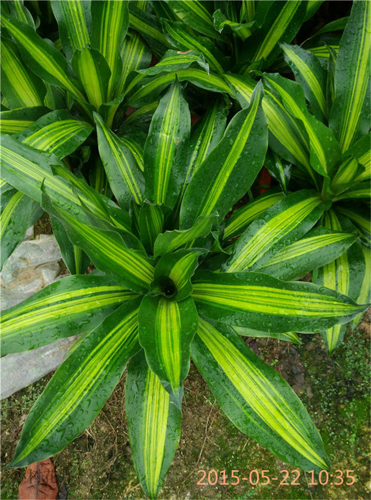 金边巴西铁 龙铁树大盆栽 绿植盆栽,室内花卉观叶植物盆栽包邮