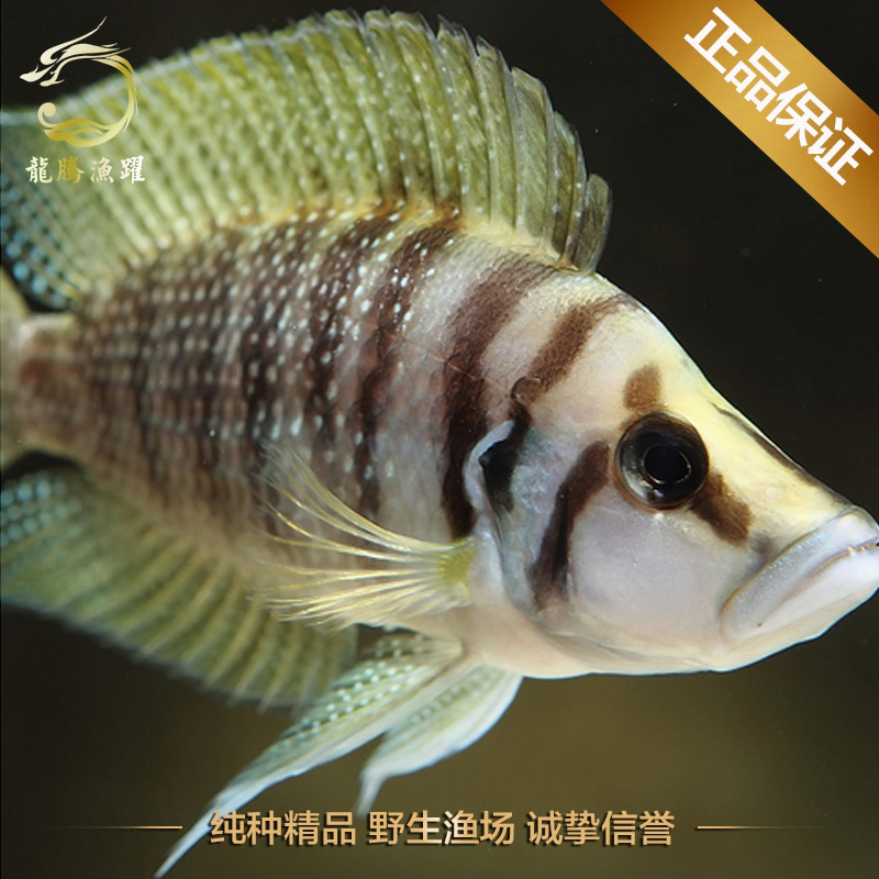 特价进口热带鱼三湖慈鲷坦鲷黄喷点虎珍珠虎鱼野生f1宠物观赏鱼