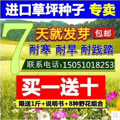 耐寒不需修剪进口四季青草坪种子护坡草果岭草草种籽绿化草皮种子