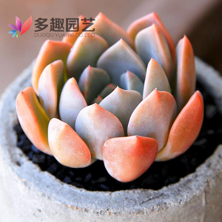 淄博奥景园艺有限公司百家乐在线注册网址