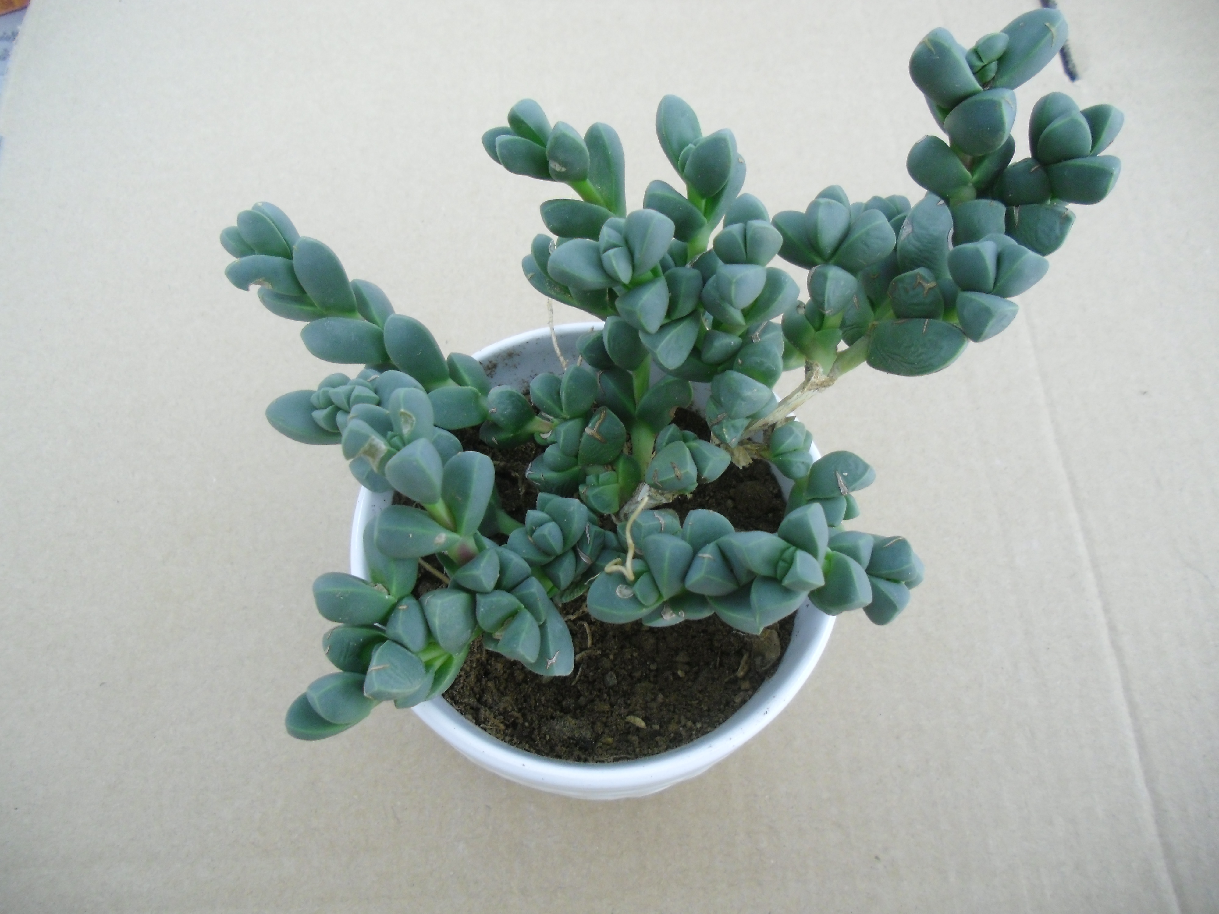 多肉植物《孔雀丸》春季开黄花～适合做吊兰养殖