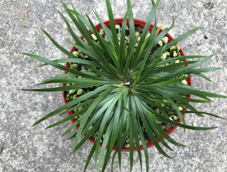 清河艺家 金钱菖蒲 蒲草 微型盆景水培绿植办公室盆栽 带原盆发货