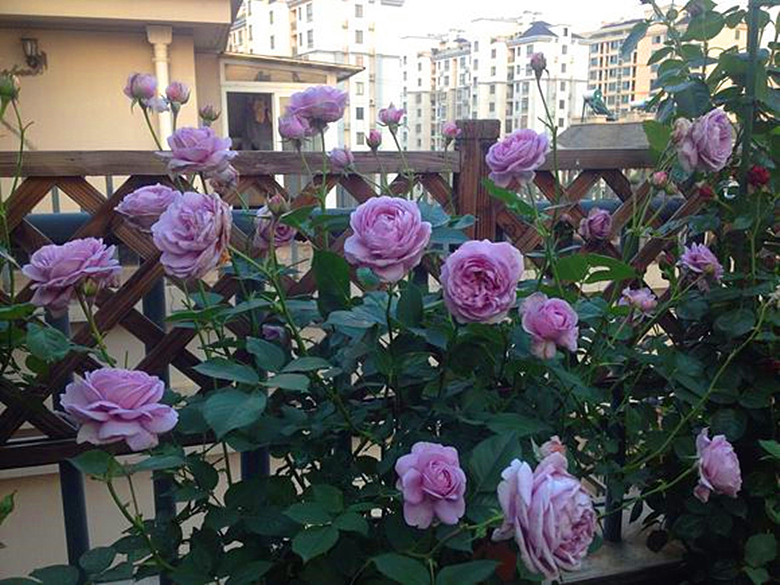 日系月季 蓝色风暴 多花必选品种 蔷薇庭院阳台盆栽花卉玫瑰花苗
