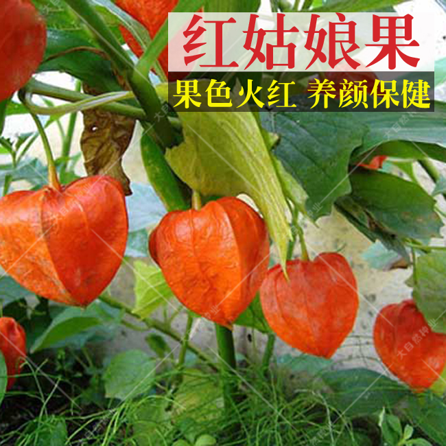菇娘果种子红黄小姑娘种子大红黄菇娘果阳台盆栽观赏水果种子包邮