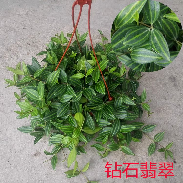 攀藤垂吊绿植钻石翡翠植物盆栽 吊兰绿植