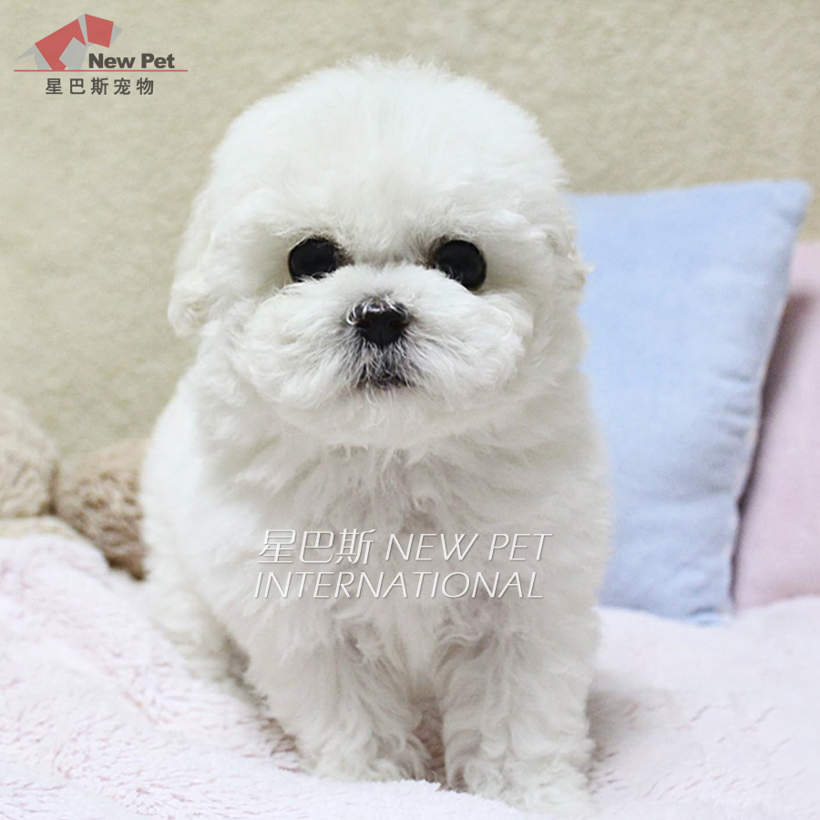 x凌空星巴斯 纯种白色泰迪贵宾犬宠物狗活体狗茶杯犬有售w251