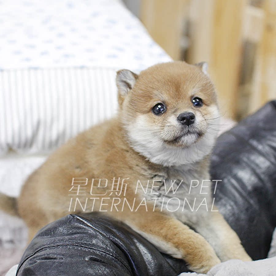 星巴斯 日本纯种迷你柴犬秋田宠物狗狗幼犬活体新品出售c228