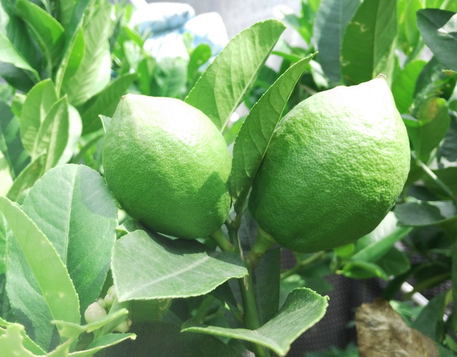 香水柠檬树棒棒糖带花带果清香一物一拍室内绿植盆栽运费各地调整