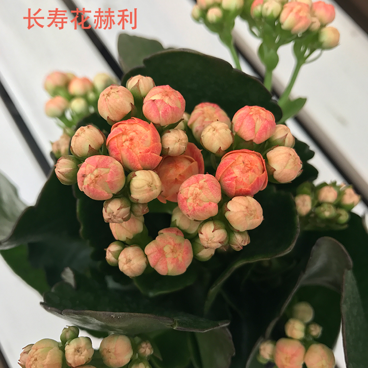 长寿花盆栽长寿花苗重瓣带花苞进口四季观花喜阳多肉绿植花卉包邮