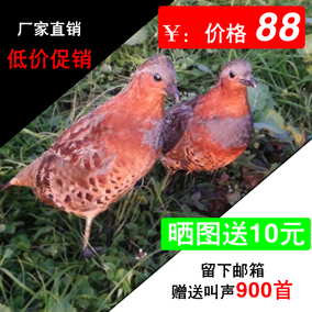 正品[鸡媒]鸡媒抓野鸡视频评测 训鸡媒图片