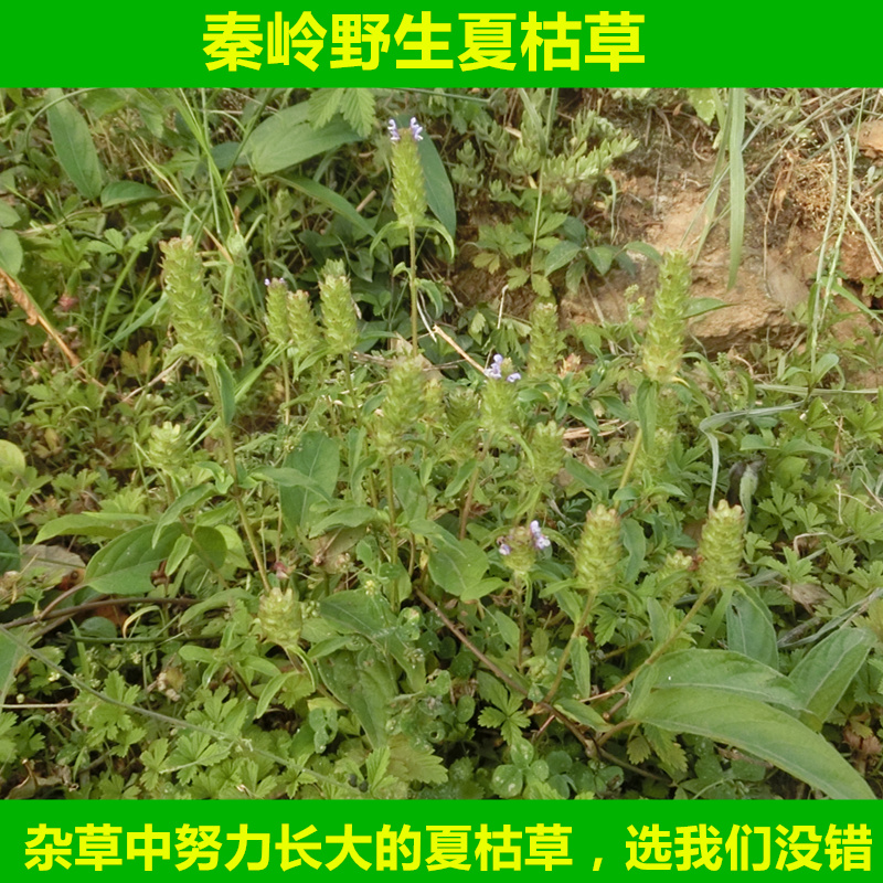 秦岭野生夏枯草中药材夏枯球茶 棒槌草 六月干 白花草