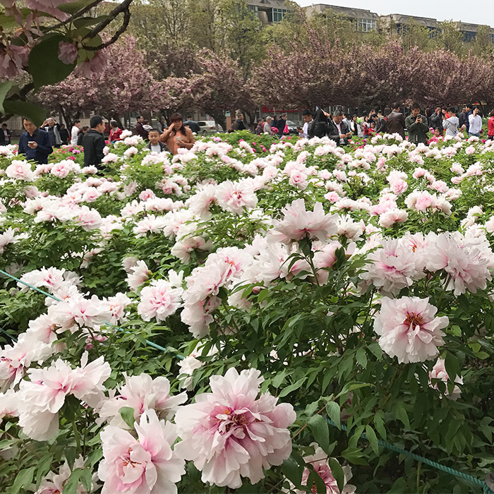 洛阳正宗四季观赏牡丹七年大苗花卉室内庭院当年开花盆栽植物菏泽