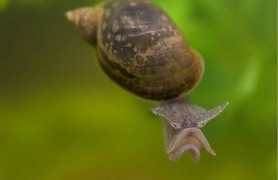 冷水地图螺囊螺水蜗牛鱼缸除藻吃残饵工具螺乌