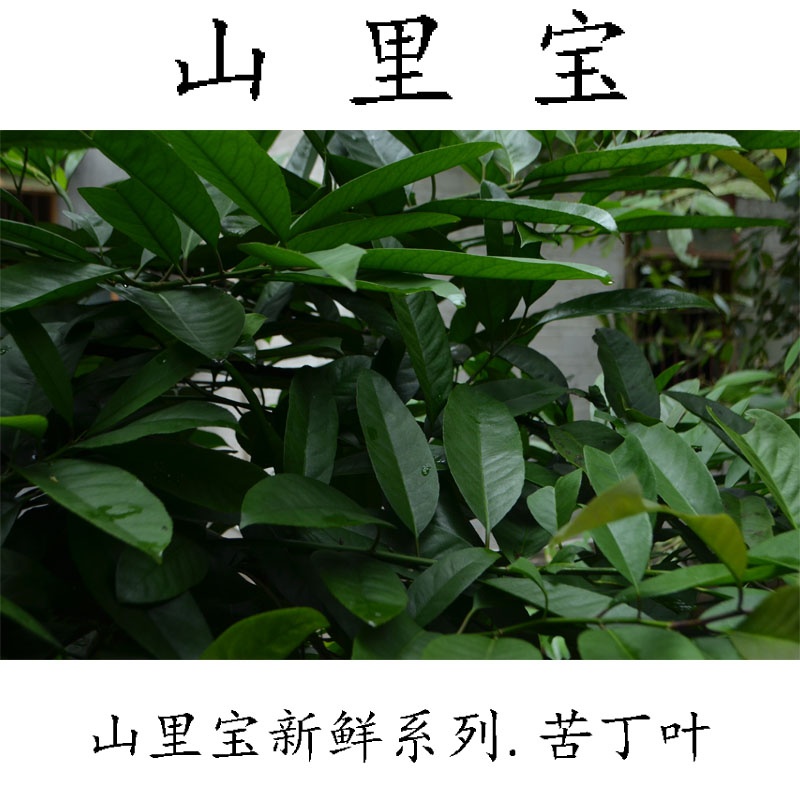 苦丁茶叶 苦丁叶 现采现发 新鲜品500g