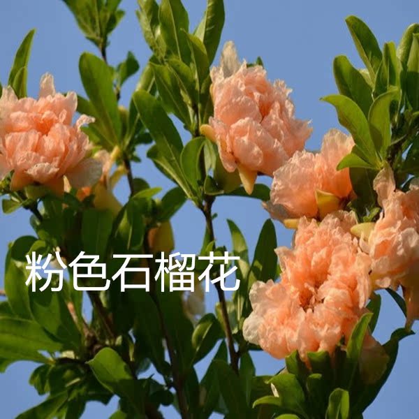 观赏盆栽花石榴树苗 石榴花苗 牡丹花石榴 重瓣花石榴 观赏价值高