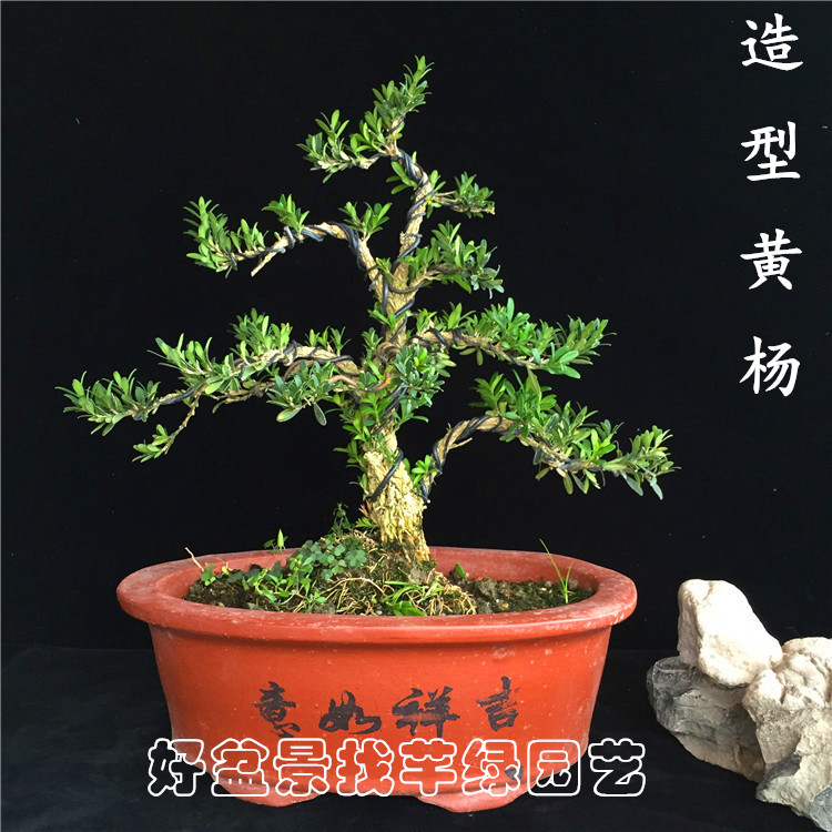 小叶福建茶树桩盆景 悬崖式提根九里香开花结果大中小型盆景岭南