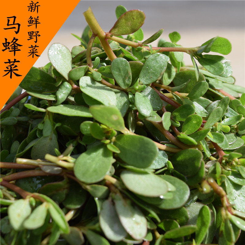 新鲜马齿苋3斤马苋五行草农家蔬菜五方草瓜子菜麻绳菜野菜马蜂菜