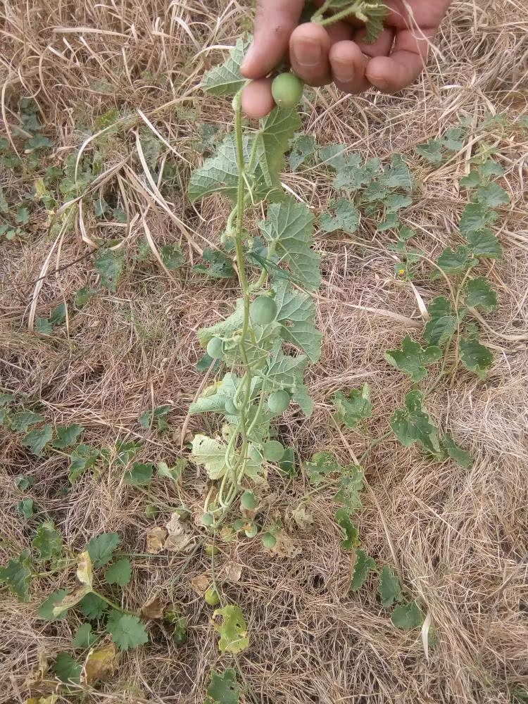 野生马泡瓜小香瓜狗屎甜瓜迷你西瓜奇趣植物种子观赏阳台盆栽种子