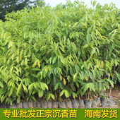 众鑫苗圃正宗海南沉香苗奇楠沉香珍贵树苗降真香白木香檀风水树苗