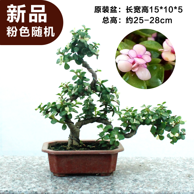金枝玉叶盆景多肉植物造型老庄组合盆栽绿植阳台观叶植物花卉包邮
