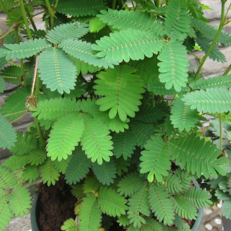 含羞草盆栽室内阳台窗台庭院花卉绿植植物带盆栽好大苗带花发货