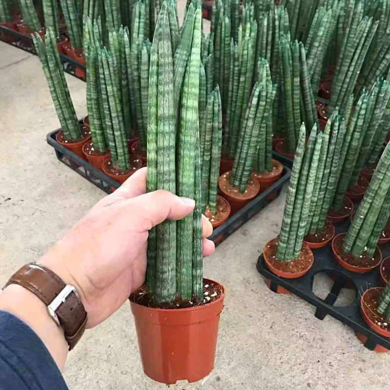 进口圆叶虎尾兰佛前香棒叶虎皮兰石笔虎皮兰佛手虎皮兰 盆栽包邮图片