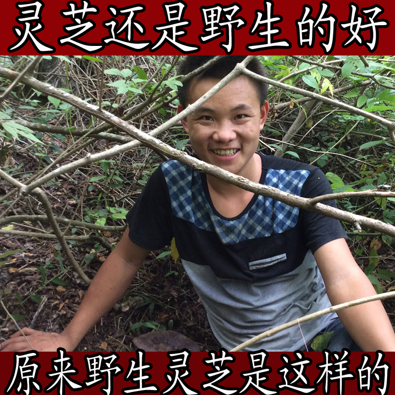 【天天特价】广西野生灵芝黑灵芝野生灵芝孢子紫灵芝粉100g买5送1