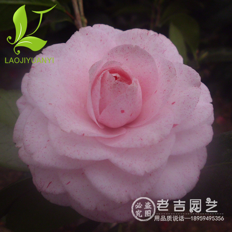 六角奥伯顿茶花树苗绿植茶花盆栽庭院花卉观花植物又名葛蕾丝带苞