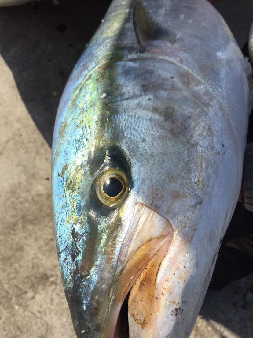 野生新鲜海鱼肉肥美少刺可刺身 野生油甘青甘章红甘鰤鱼青甘鱼