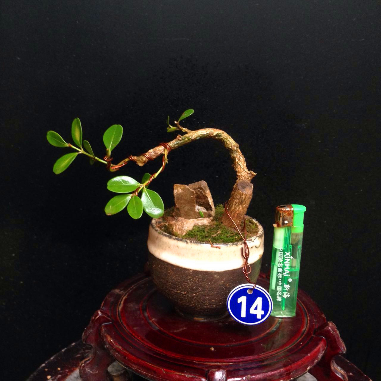 微型黄杨小盆景日系微型盆景掌上盆景造型盆景黑松五针松