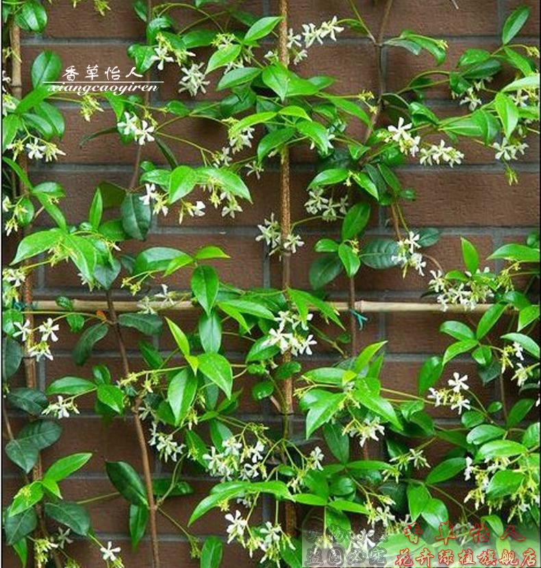 阳台植物银丝茉莉花 盆栽花卉 茉莉花盆栽四季风车络石藤